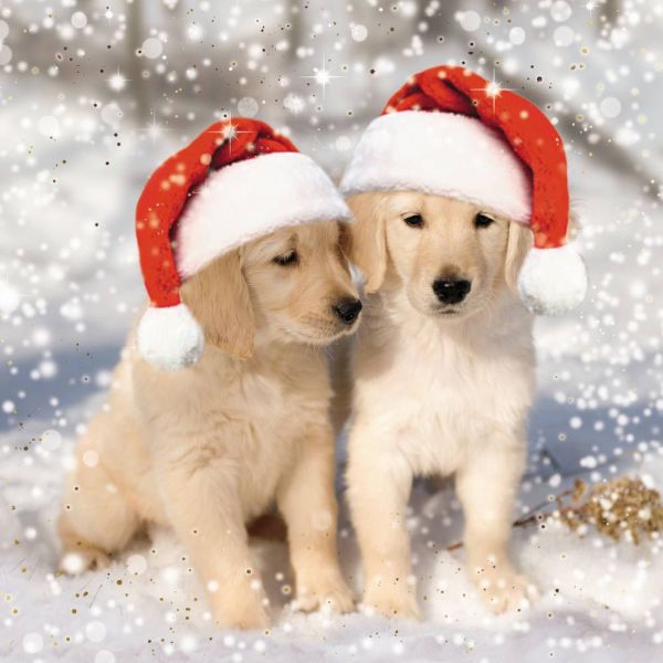 Festive Puppies Boxed Cards